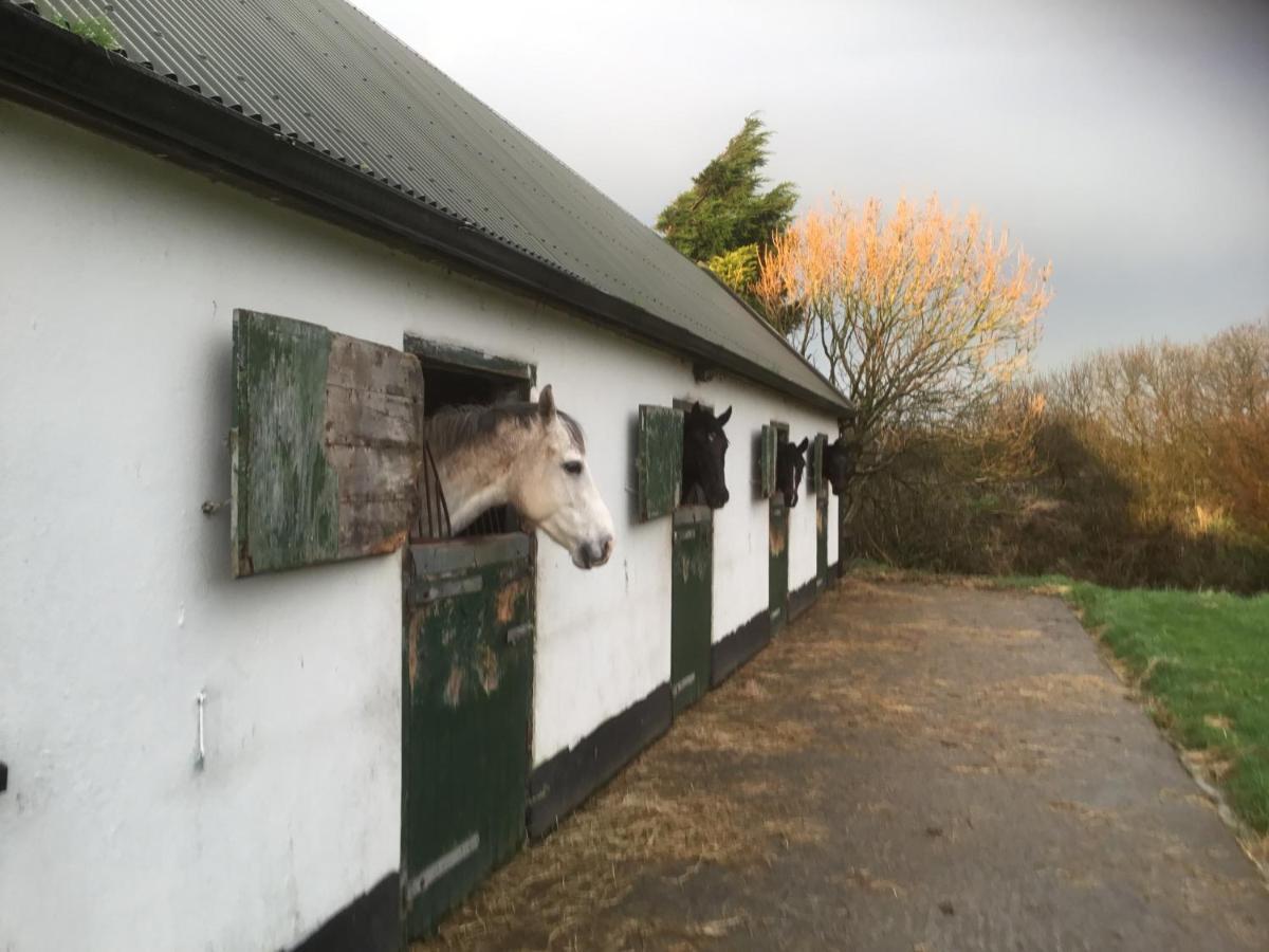 Dromelihy House Stud Pensionat Doonbeg Eksteriør billede