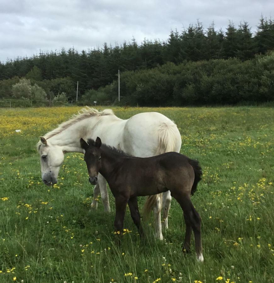 Dromelihy House Stud Pensionat Doonbeg Eksteriør billede