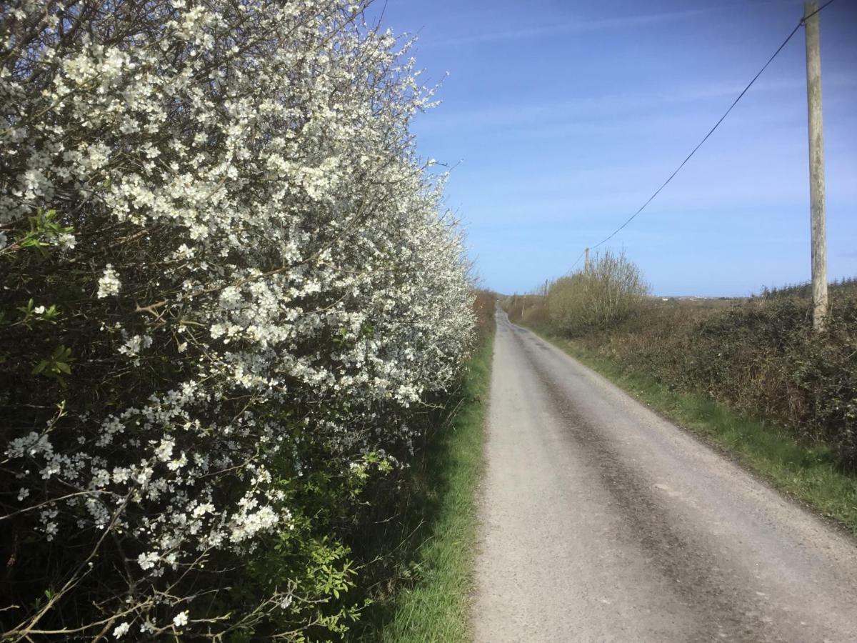 Dromelihy House Stud Pensionat Doonbeg Eksteriør billede