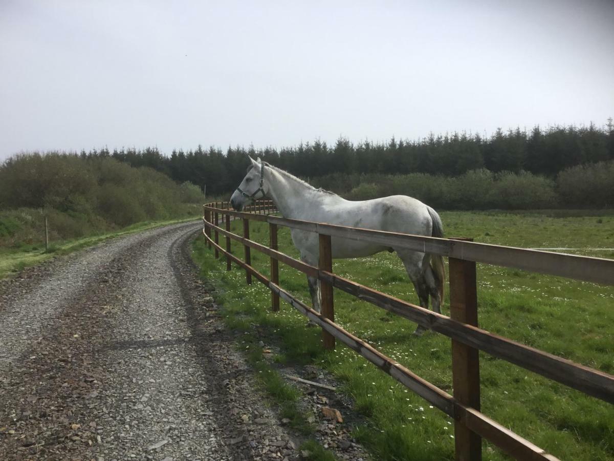 Dromelihy House Stud Pensionat Doonbeg Eksteriør billede